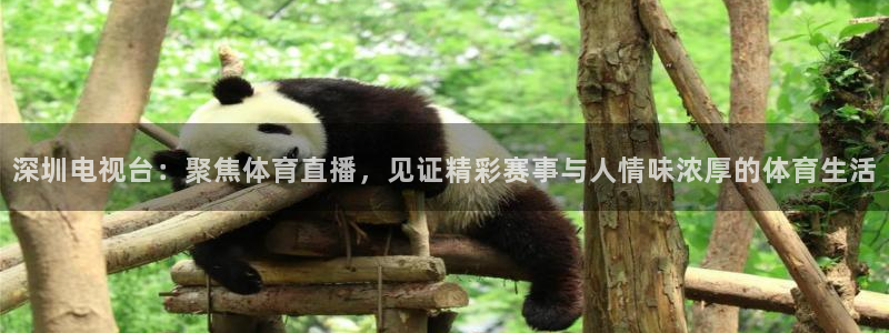 jrs直播无插件直播：深圳电视台：聚焦体育直播，见证精彩赛事与人情味浓厚的体育生活